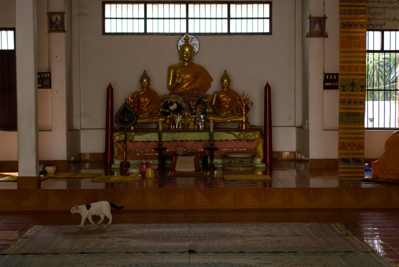 CHI_3380.jpg - vientiane - auch katzen dürfen in den tempel